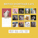 British Shorthaired Cat 2027 Square Wall Calendar