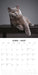 British Shorthaired Cat 2027 Square Wall Calendar