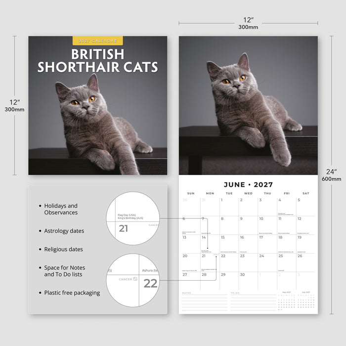British Shorthaired Cat 2027 Square Wall Calendar