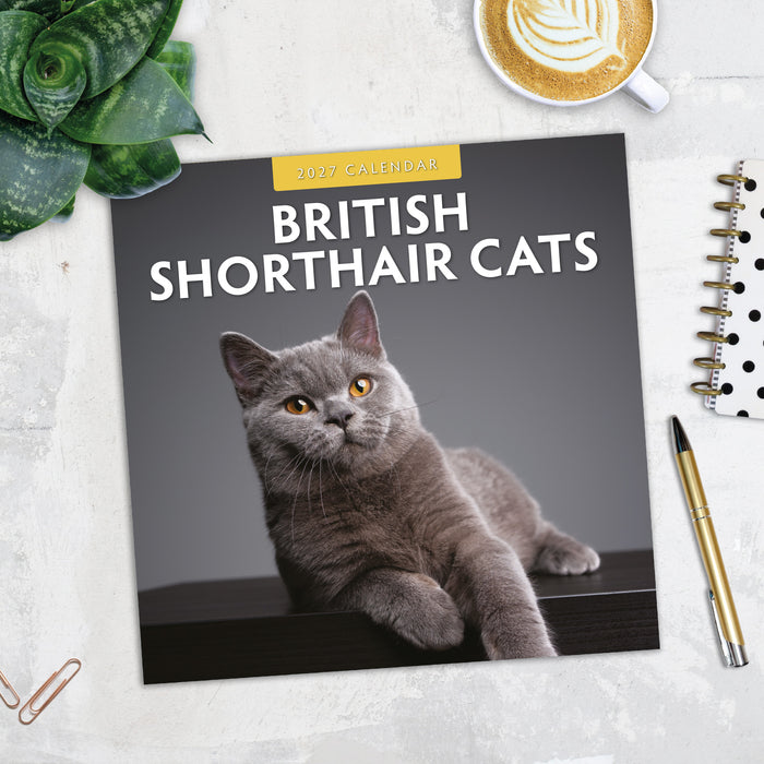 British Shorthaired Cat 2027 Square Wall Calendar