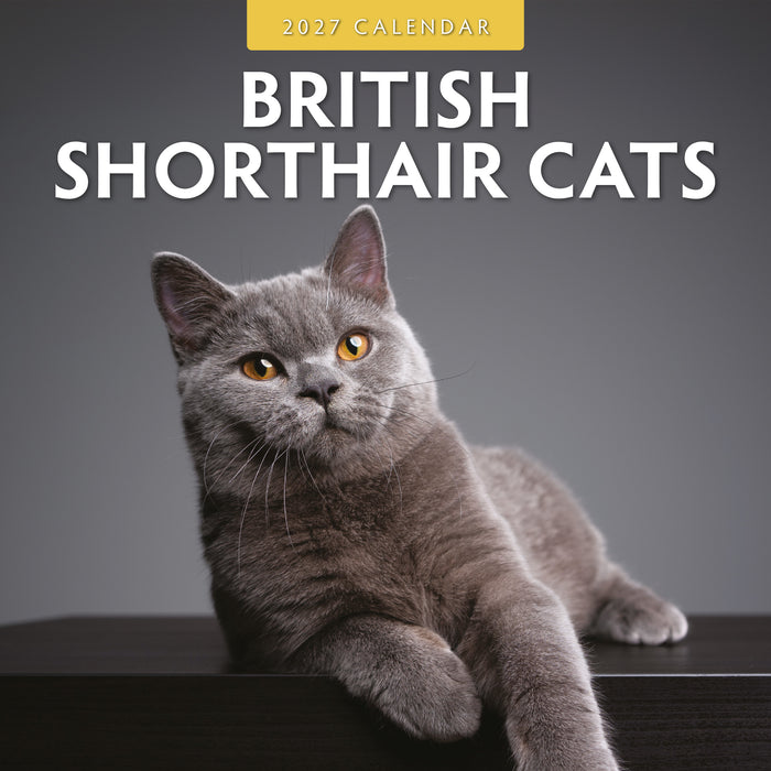 British Shorthaired Cat 2027 Square Wall Calendar