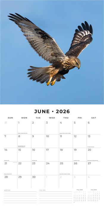 Birds of Prey 2026 Square Wall Calendar