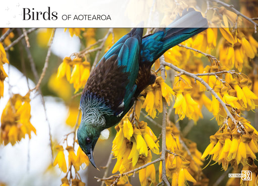 Birds of Aotearoa 2026 A4 Wall Calendar
