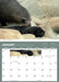Wildlife of Aotearoa 2027 A4 Wall Calendar