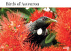 Birds of Aotearoa 2027 Wall Calendar