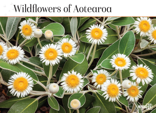 Wildflowers of New Zealand 2027 Wall Calendar