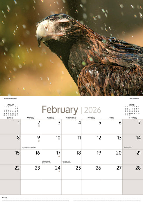 Australian Birds 2026 A4 Wall Calendar