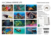 Australian Marine Life 2026 A4 Wall Calendar