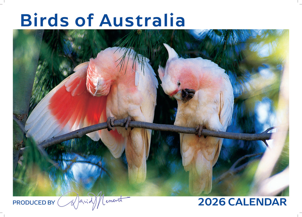 Birds of Australia 2026 A4 Wall Calendar