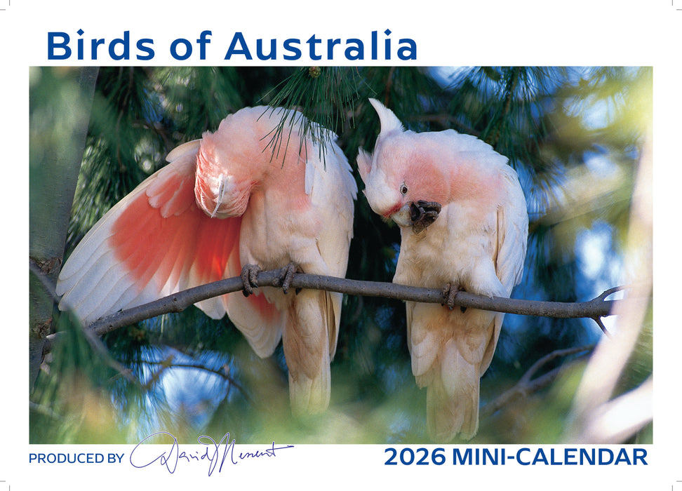 Birds of Australia 2026 Mini Wall Calendar