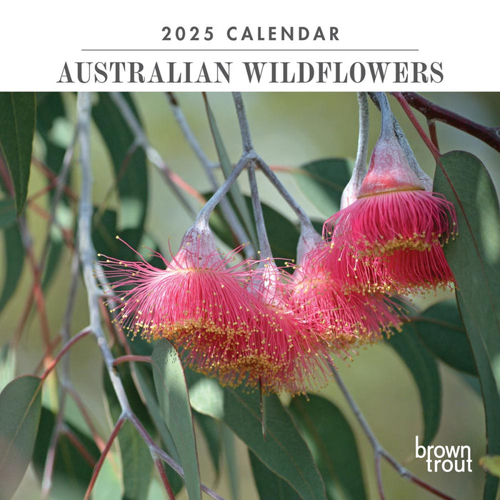 2025 Australian Wildflowers Mini Wall Calendar by  Browntrout Publishers Australia from Calendar Club