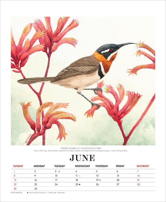 2025 Illustrated Birds of Australia Deluxe Wall Calendar by  Browntrout Publishers Australia from Calendar Club