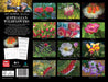 2025 Australian Wildflowers by Steve Parish Wall Calendar by  Browntrout Publishers Australia from Calendar Club