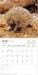 2025 Australian Wildlife Mini Wall Calendar by  Browntrout Publishers Australia from Calendar Club