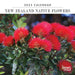 2025 New Zealand Native Flowers Mini Wall Calendar by  Browntrout Publishers Australia from Calendar Club