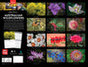 Australian Wildflowers S Parish 2026 A4 Wall Calendar