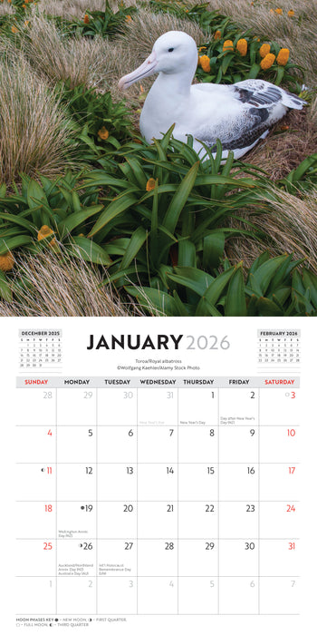 New Zealand Birds 2026 Mini Wall Calendar