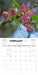 New Zealand Native Flowers 2027 Mini Wall Calendar