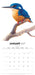 Birds of Australia Jeremy Boot 2027 Square Wall Calendar