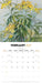 Illustrated Wildflowers of Australia 2027 Square Wall Calendar