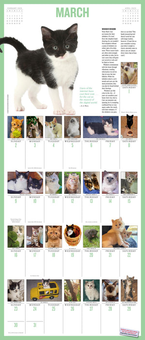 2025 365 Kittens-A-Year Wall Calendar