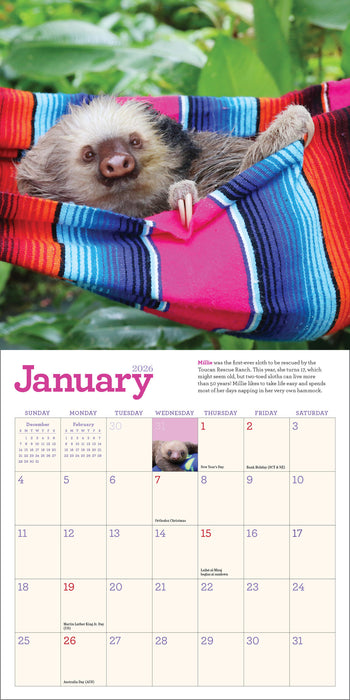 Original Sloths 2026 Mini Wall Calendar