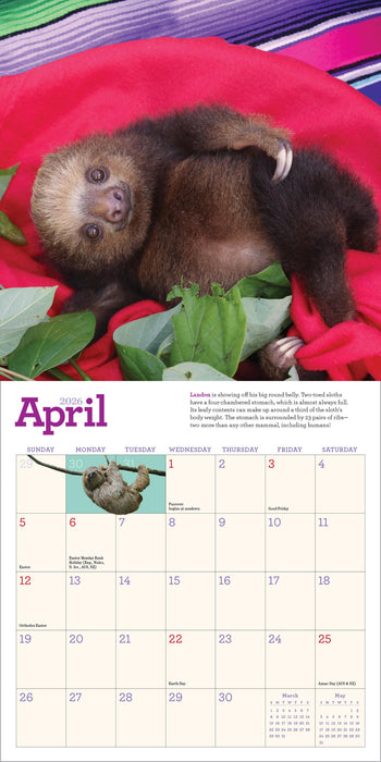 Original Sloths 2026 Mini Wall Calendar