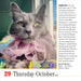 365 Cats 2026 Page-A-Day Calendar