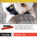 Bad Cat 2026 Page-A-Day Calendar
