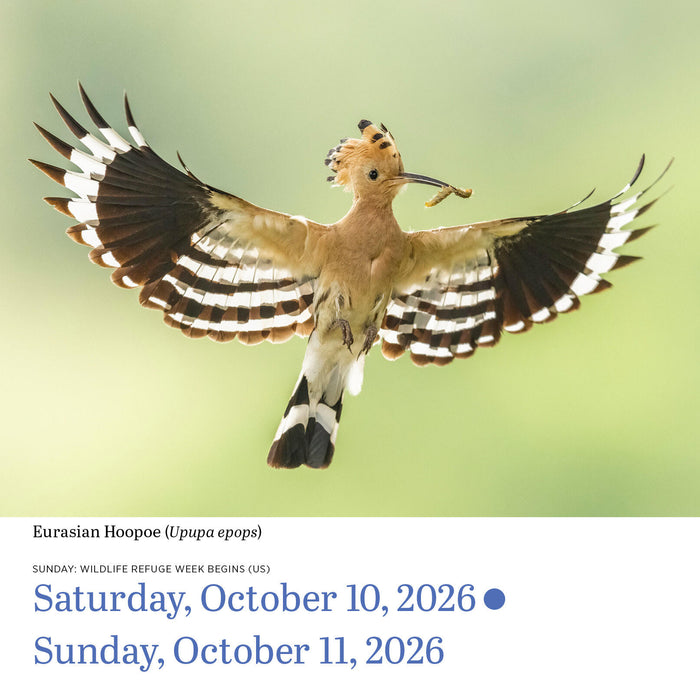 Audubon Birds 2026 Page-A-Day Calendar