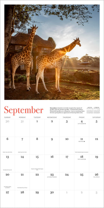 Giraffe Manor 2026 Square Wall Calendar (Online Exclusive)