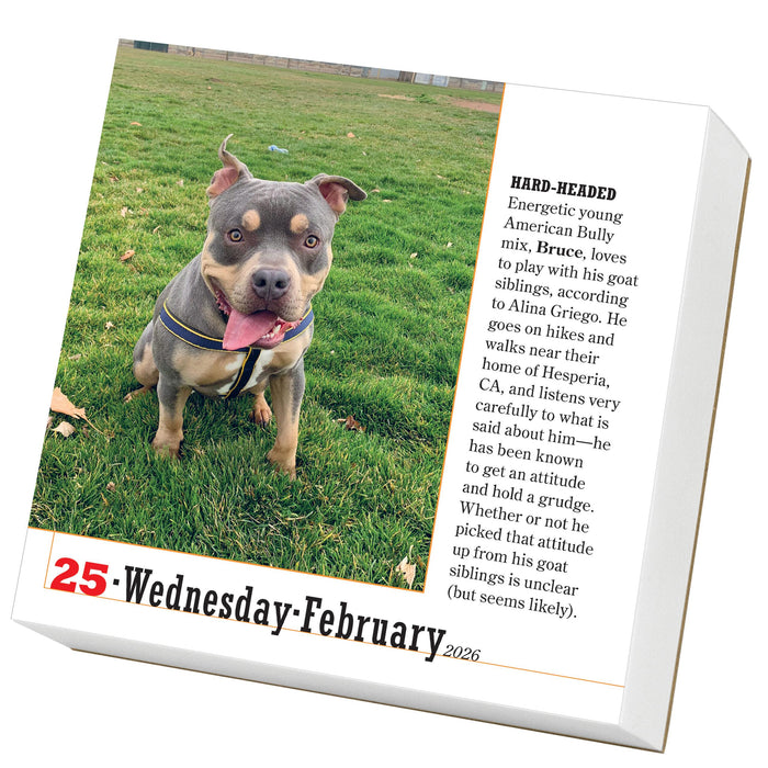 365 Dogs 2026 Page-A-Day Calendar