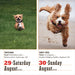 365 Dogs 2026 Page-A-Day Calendar