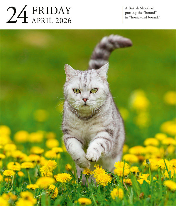 Cat Gallery 2026 Page-A-Day Calendar
