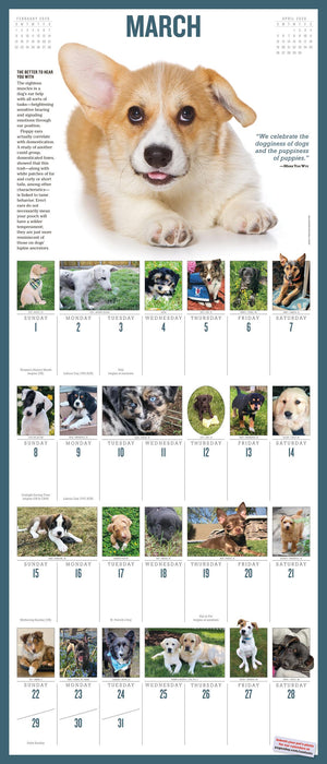 365 Puppies a Year Picture A Day 2026 Square Wall Calendar