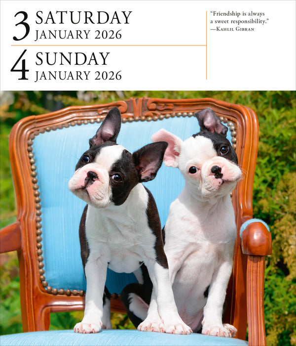 Dog Gallery 2026 Page-A-Day Calendar