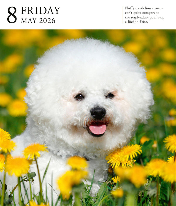 Dog Gallery 2026 Page-A-Day Calendar