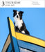 Dog Gallery 2027 Page-A-Day Calendar