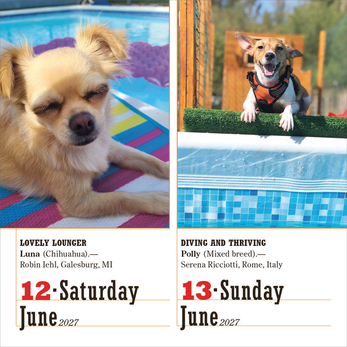 365 Dogs 2027 Page-A-Day Calendar
