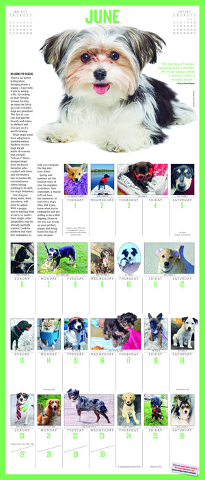 365 Puppies a Year Picture A Day 2027 Large Wall Calendar