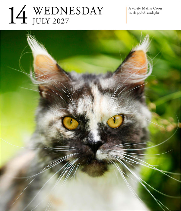 Cat Gallery 2027 Page-A-Day Calendar