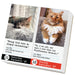 Bad Cat 2027 Page-A-Day Calendar
