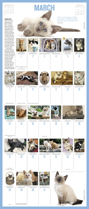 365 Kittens A Year 2027 Large Wall Calendar