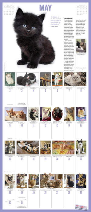 365 Kittens A Year 2027 Large Wall Calendar