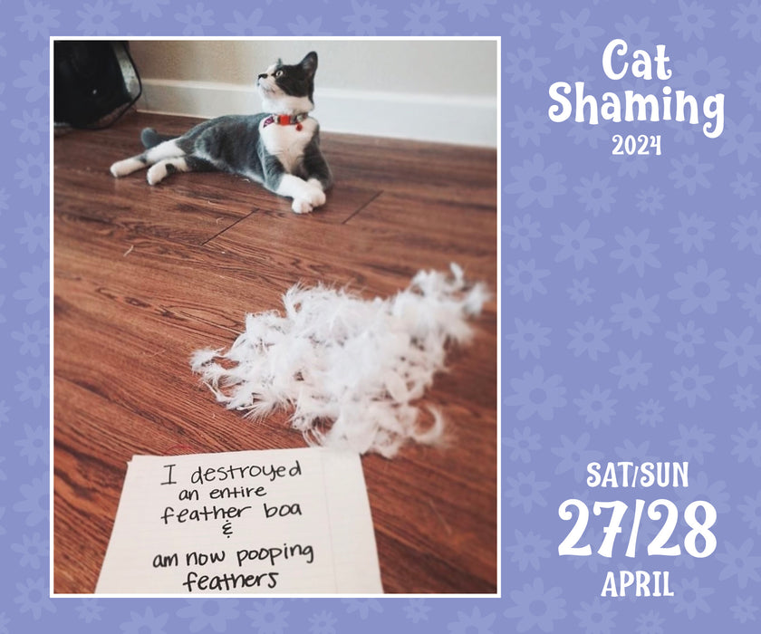 2024 Cat Shaming PageADay — Calendar Club