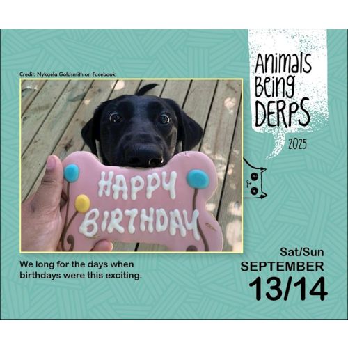 2025 Animals Being Derps Page-A-Day Calendar