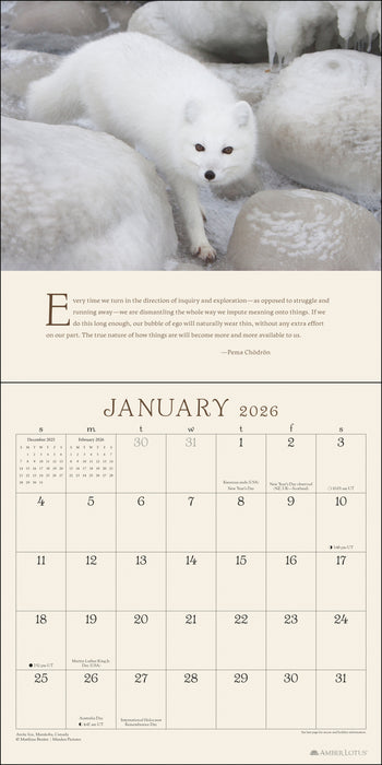 Pema Chodron 2026 Square Wall Calendar