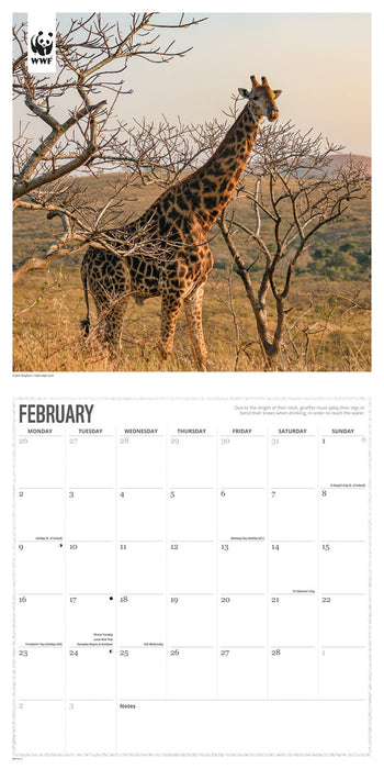 WWF Giraffes 2026 Square Wall Calendar