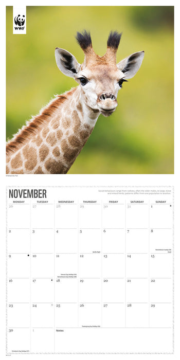 WWF Giraffes 2026 Square Wall Calendar