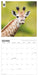 WWF Giraffes 2026 Square Wall Calendar